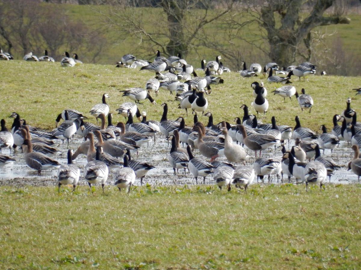 Shelduck Cottage Mainsriddle Zewnętrze zdjęcie